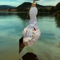 diamond swan (5).jpeg